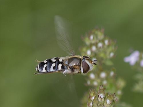 Réf. 232 647 : Scaeva pyrastri