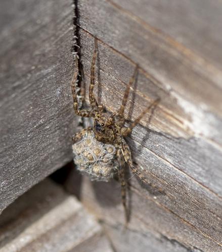 Pardosa sp.