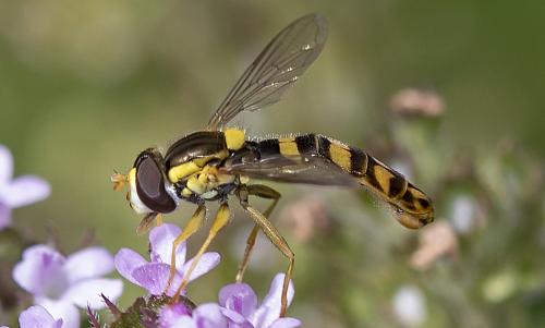 Réf. 232 634 : Sphaerophoria scripta