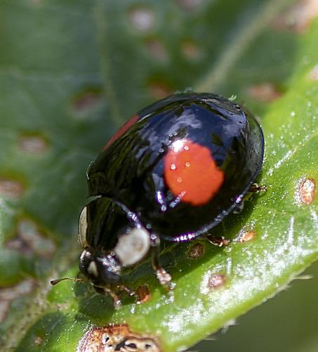 Harmonia axyridis