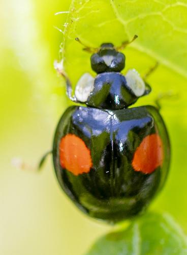 Harmonia axyridis