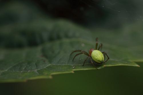 Araniella sp.