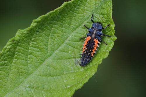 Harmonia axyridis