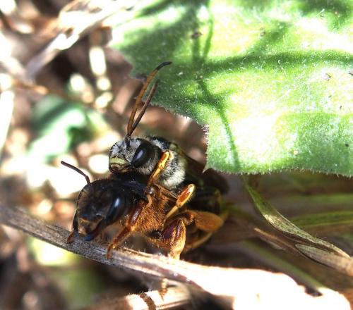 Halictus rufipes