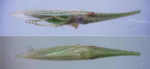 Réf. 232 406 : Paradorydium paradoxum