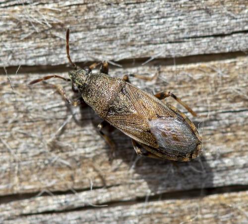 Réf. 232 782 : Heterogaster artemisiae