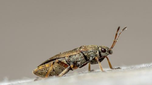 Heterogaster artemisiae