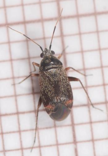Psallus ambiguus