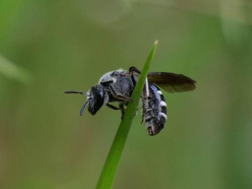 Réf. 232 318 : Lasioglossum sexnotatum