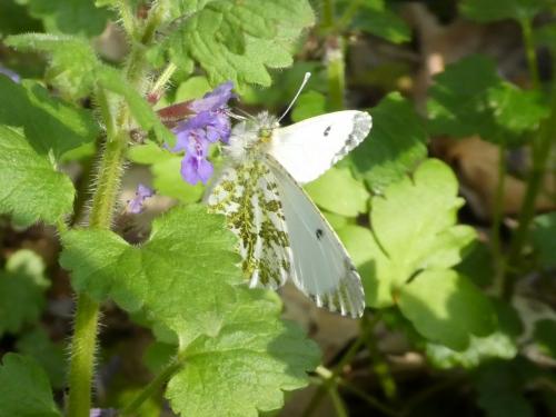 Réf. 232 840 : Anthocharis cardamines