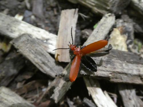 Réf. 232 611 : Pyrochroa serraticornis