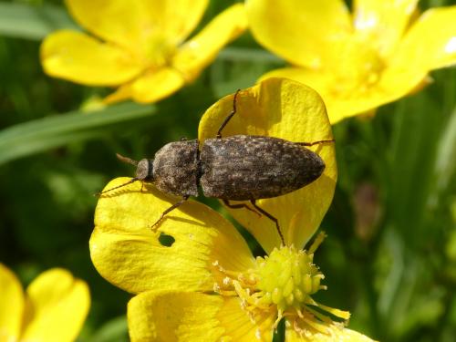 Réf. 232 857 : Agrypnus murinus