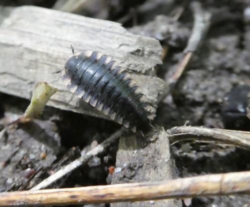 Réf. 232 614 : Oiceoptoma thoracicum