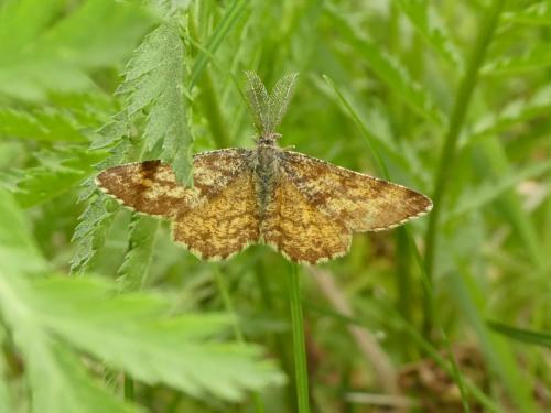 Réf. 232 448 : Ematurga atomaria