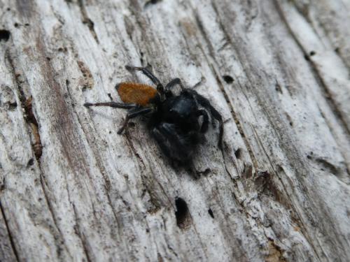 Réf. 232 635 : Carrhotus xanthogramma