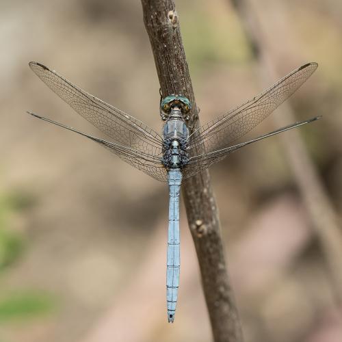Réf. 232 719 : Orthetrum chrysostigma