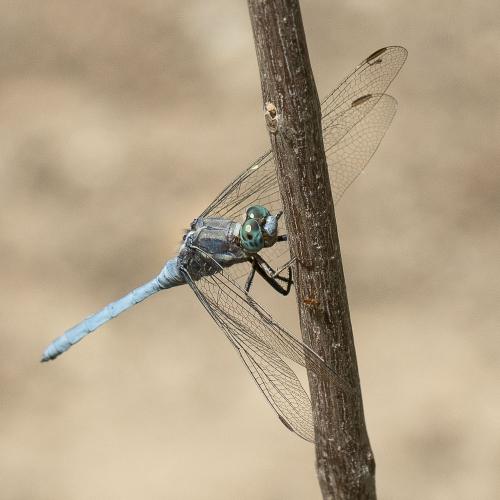 Orthetrum chrysostigma