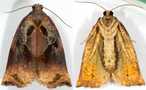 Réf. 232 041 : Archips podana