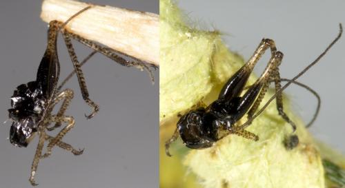Tettigoniinae