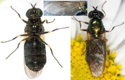 Réf. 232 042 : Chloromyia formosa