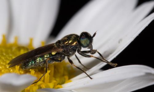 Chloromyia formosa