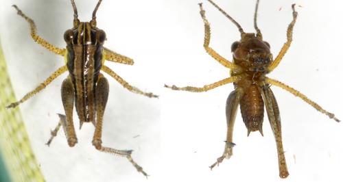 Tettigoniinae