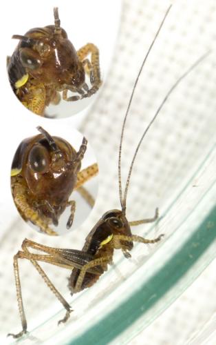 Tettigoniinae
