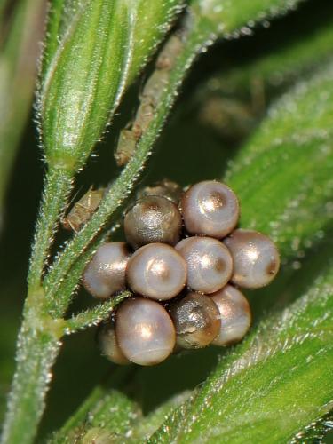 Rhaphigaster nebulosa