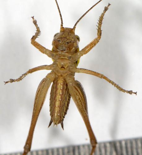 Tettigoniinae
