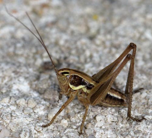 Réf. 232 178 : Tettigoniinae inconnu