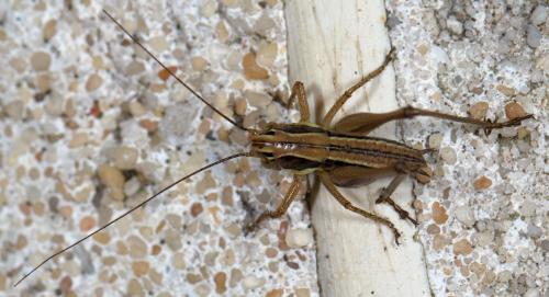 Tettigoniinae