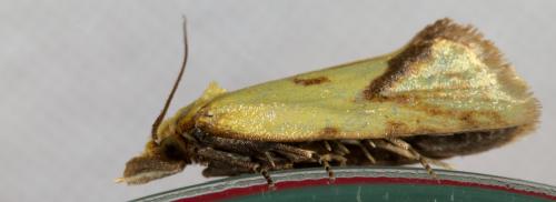 Réf. 232 186 : Agapeta hamana