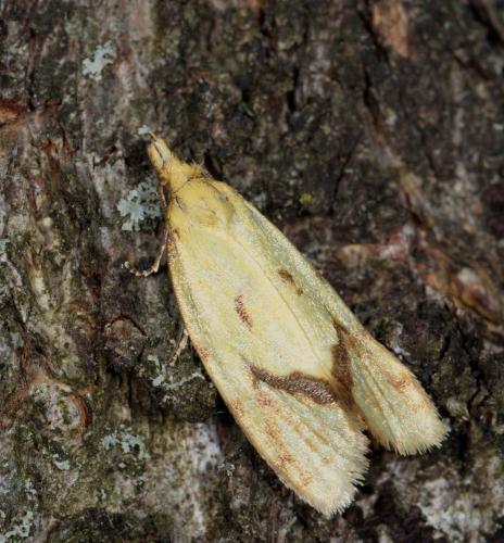Réf. 232 185 : Agapeta hamana