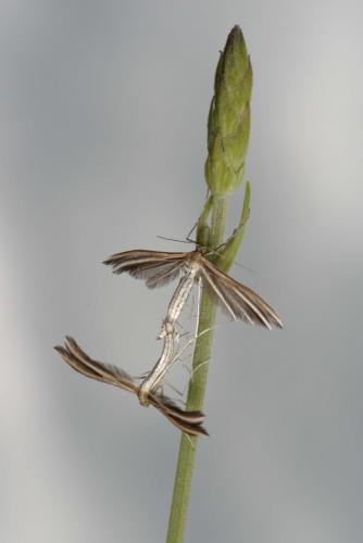 Réf. 232 626 : Merrifieldia sp.