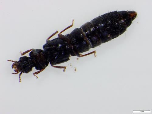 Anotylus rugosus