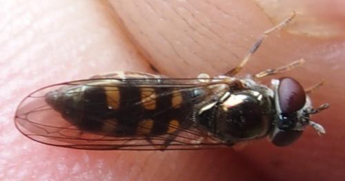 Réf. 232 236 : Platycheirus sp.