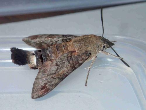 Réf. 232 307 : Macroglossum gyrans