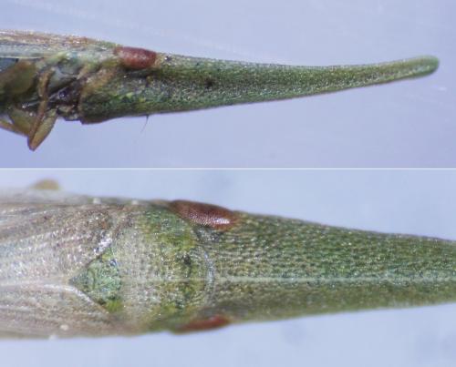 Réf. 232 407 : Paradorydium paradoxum