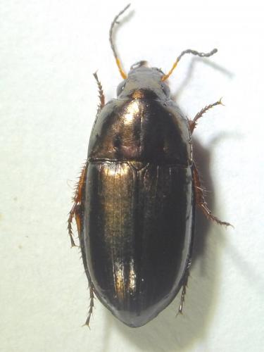 Amara aenea