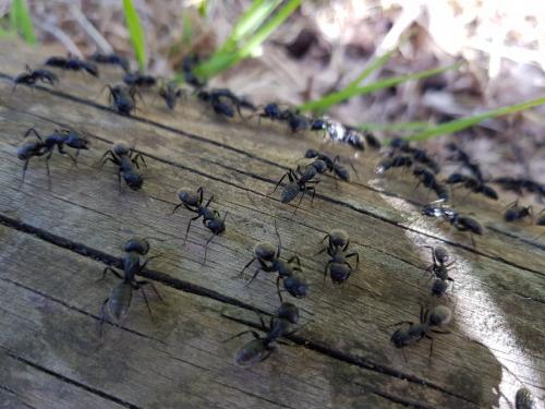 Réf. 232 278 : Camponotus vagus