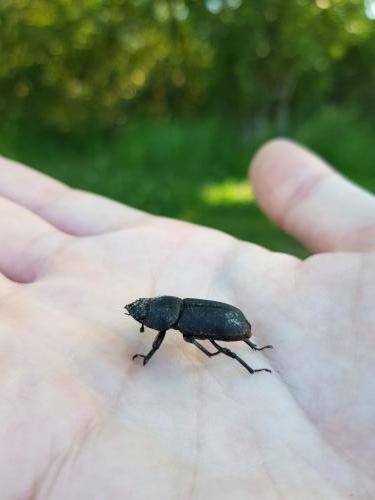 Réf. 232 150 : Dorcus parallelipipedus