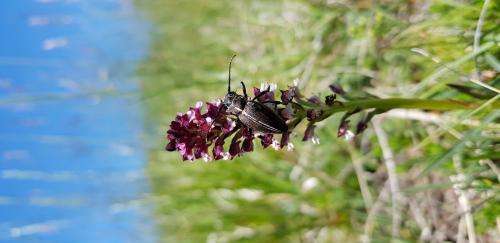 Dorcadion arenarium marsicanum
