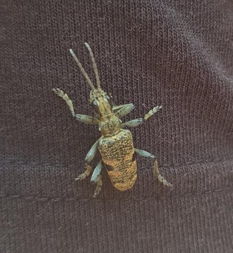 Rhagium mordax