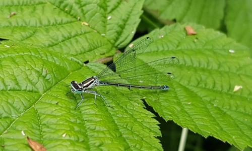 Coenagrion puella