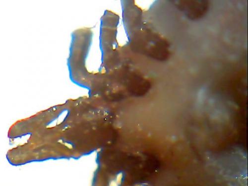 Réf. 232 610 : Ixodes acuminatus