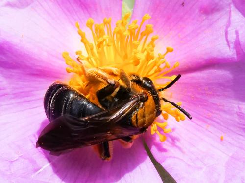 Réf. 232 286 : Andrena limbata