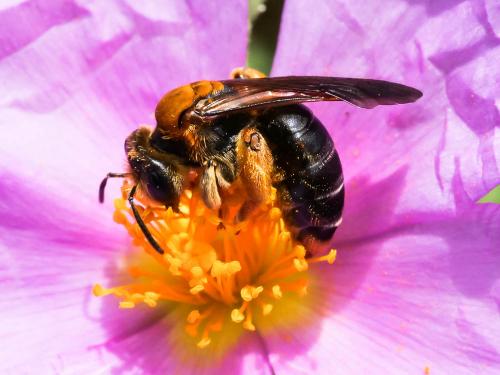 Réf. 232 287 : Andrena limbata