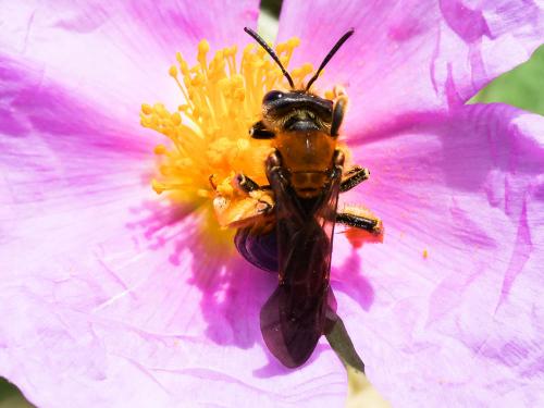 Réf. 232 288 : Andrena limbata