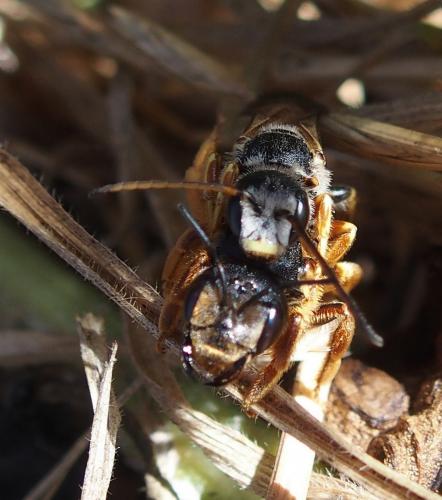Halictus rufipes
