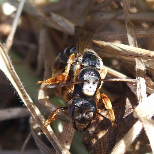 Halictus rufipes